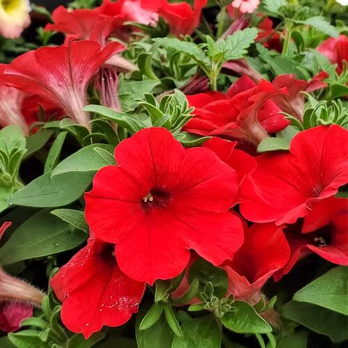 矮牵牛花苗盆栽多年生带花耐热工程花阳台庭院花园植物花期长花卉