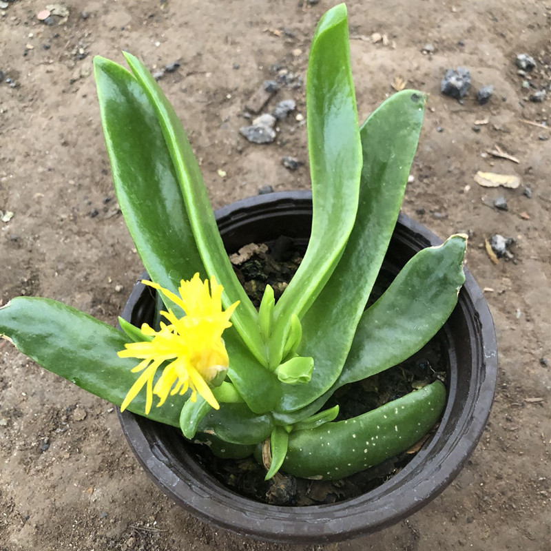 佛手托金多肉植物 仙人佛手 佛手掌 佛手托金 植物