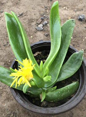 佛手托金植物多肉植物仙人佛手