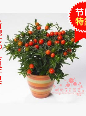 观果植物冬珊瑚吉庆果看樱桃