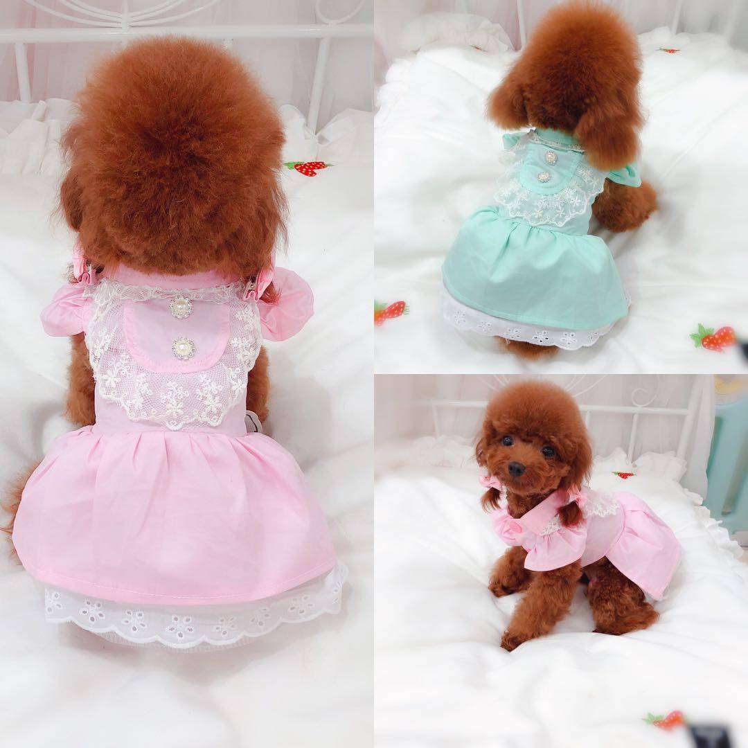 包邮春夏新款 立领蕾丝娃娃裙 泰迪比熊宠物狗狗衣服饰果宝小天地|msdalam kategori haiwan peliharaan/makanan haiwan dan bekalan, Haiwan pakaian dan aksesori, haiwan pakaian/baju hujan - dari Buy2taobao.com untuk memberikan perkhidmatan ejen Taobao profesional membeli