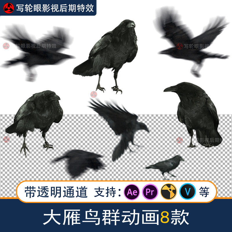 影视乌鸦三维动画视频素材放飞乌鸦群飞翔mov带透明通道alpha