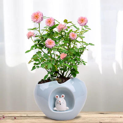 月季小玫瑰花盆栽室内阳台庭院四季开花不断观花植物净化空气好养 虎窝淘