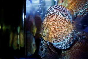 七彩神仙鱼 包邮 活体广州海联热带鱼观赏鱼 12cm体长顺丰