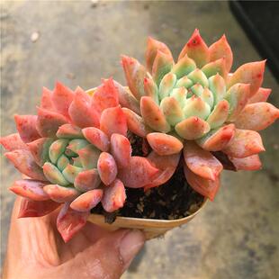 【霜花】一物一拍 多肉植物 易群生 大棚迷你植物