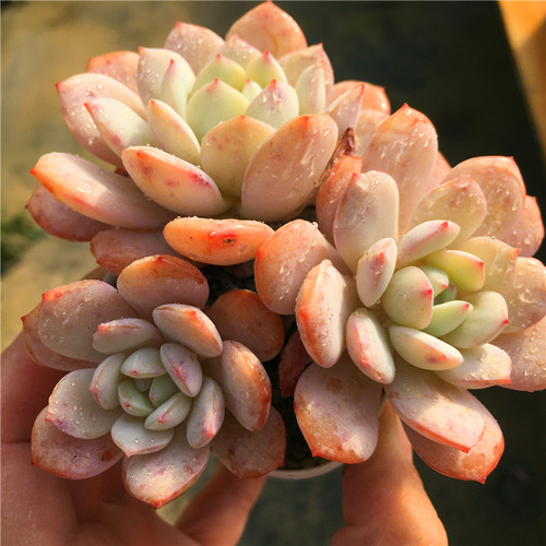 静雪多肉植物颜值高治愈系