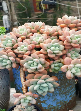一物一拍治愈系香水洛神多肉植物