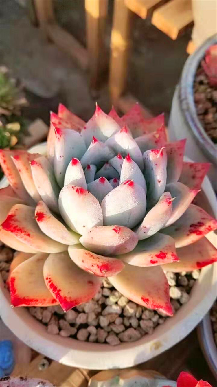 一物一拍 原始卡罗拉 正版野卡  多肉植物 非吉娃娃 墨西哥巨人