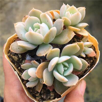 鲁氏石莲多肉植物一物一拍