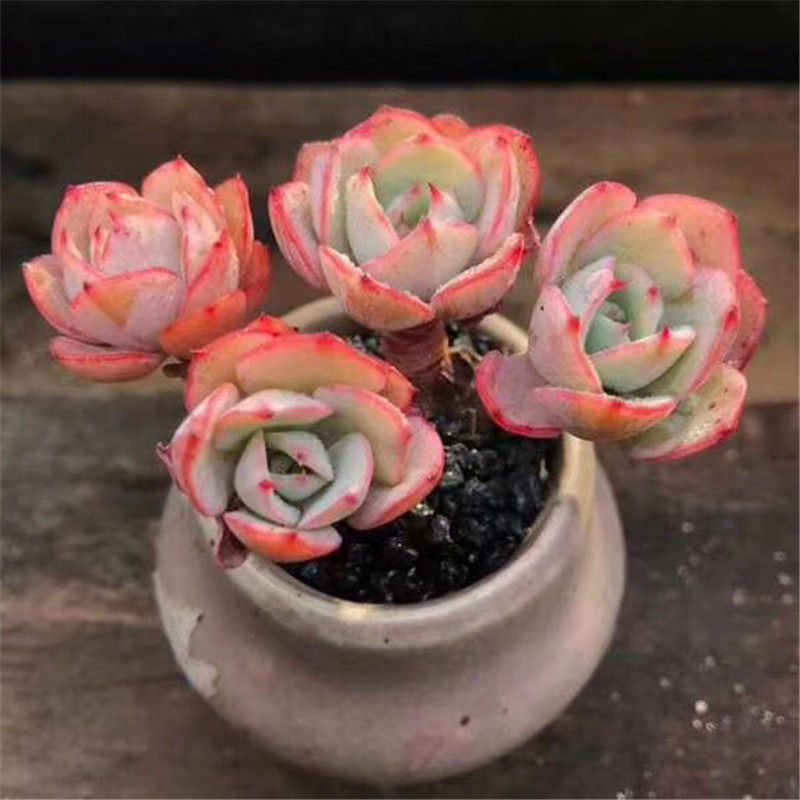 奶油黄桃品相株多头群生多肉植物一物一拍大棚直销绿植盆栽迷你