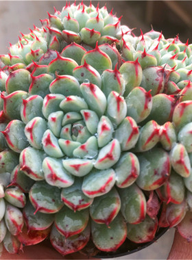 【正版姬莲 老版小红衣 minima】 多肉植物 一物一拍 大棚绿植