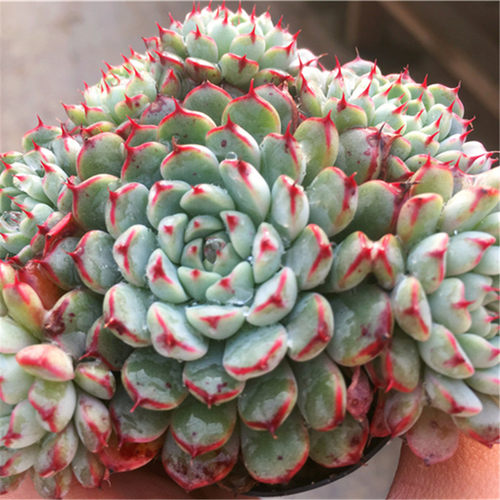 正版姬莲小红衣多头群生绿植盆栽