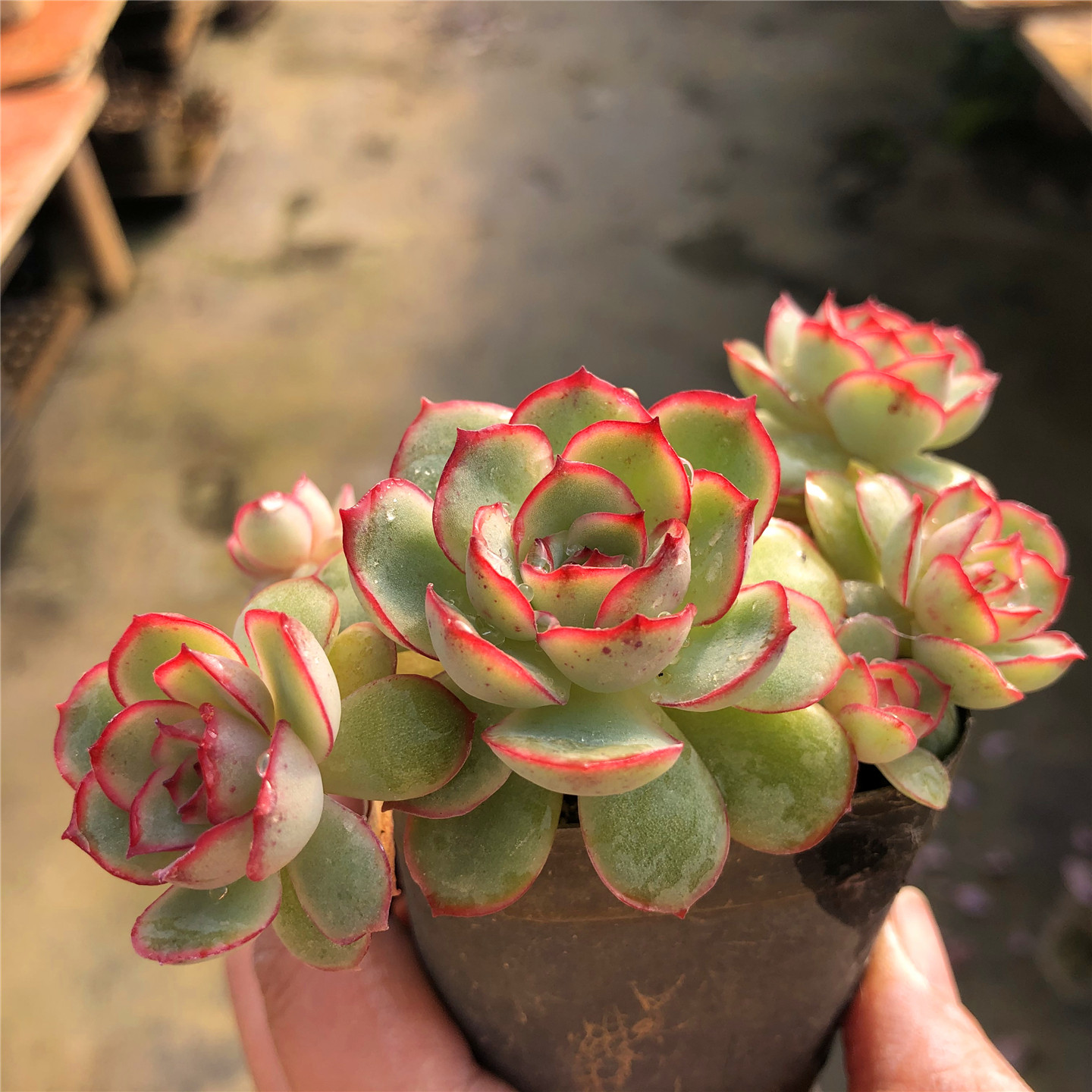 【达摩女神】一物一拍 多肉植物 红边莲座 小众品种 大棚基地源头,鲜花速递/花卉仿真/绿植园艺,多肉植物,淘宝优惠券,粉丝福利购,淘宝优惠卷