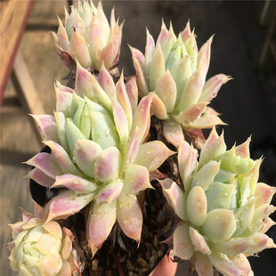 【蔓莲 普通蔓莲】 一物一拍 非子持莲华 多肉植物 绿植盆栽