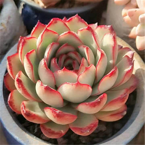 多肉植物花月夜一物一拍荷花