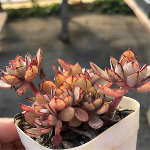 【灰姑娘】一物一拍 多肉植物 精控小老庄 三边线血斑款 大棚基地