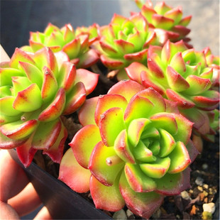 火焰蒂亚 一物一拍 非常红 非莲司 多肉植物 大棚直销绿植盆栽
