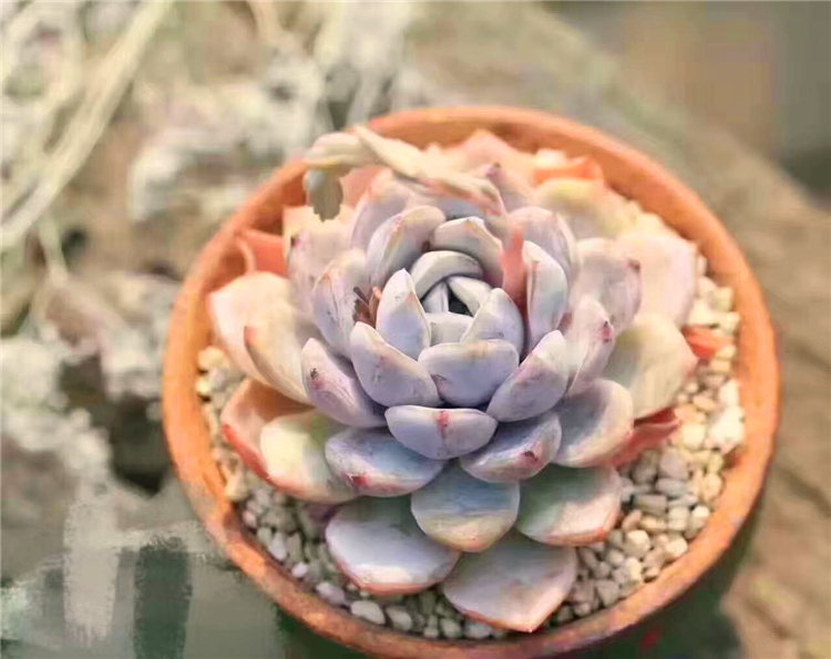 雪兔贵货泰尼汉堡多肉植物一物一拍大棚直销绿植盆栽迷你办公室