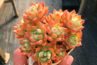 【马库斯】一物一拍  造型小庄 多头群生 多肉植物 大棚 绿植盆栽