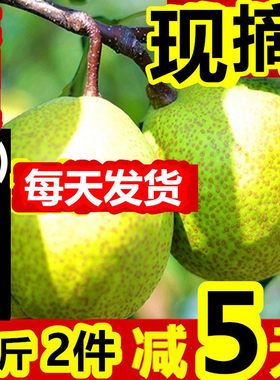 山东莱阳特产慈梨新鲜10斤批包邮