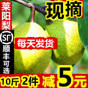 山东莱阳梨山东特产慈梨新鲜莱阳茌梨子膏10斤批包邮正宗莱阳梨
