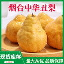 山东烟台中华丑梨5斤新鲜软糯当季 整箱 莱阳太婆梨啤梨鸭梨礼盒装