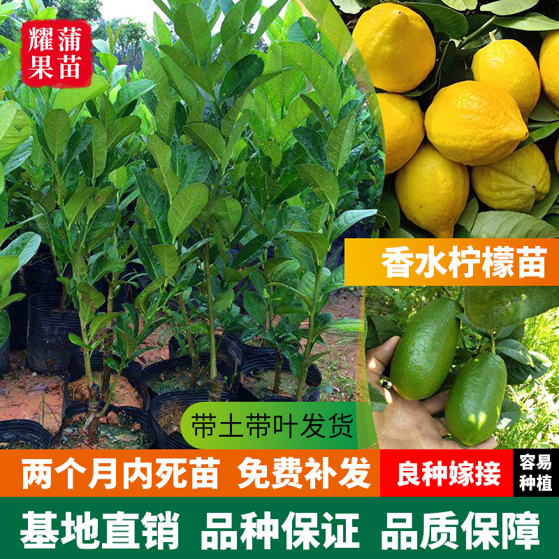 柠檬盆栽果树苗价格 柠檬盆栽果树苗图片 星期三 柠檬盆栽果树苗价格 柠檬盆栽果树苗图片 星期三