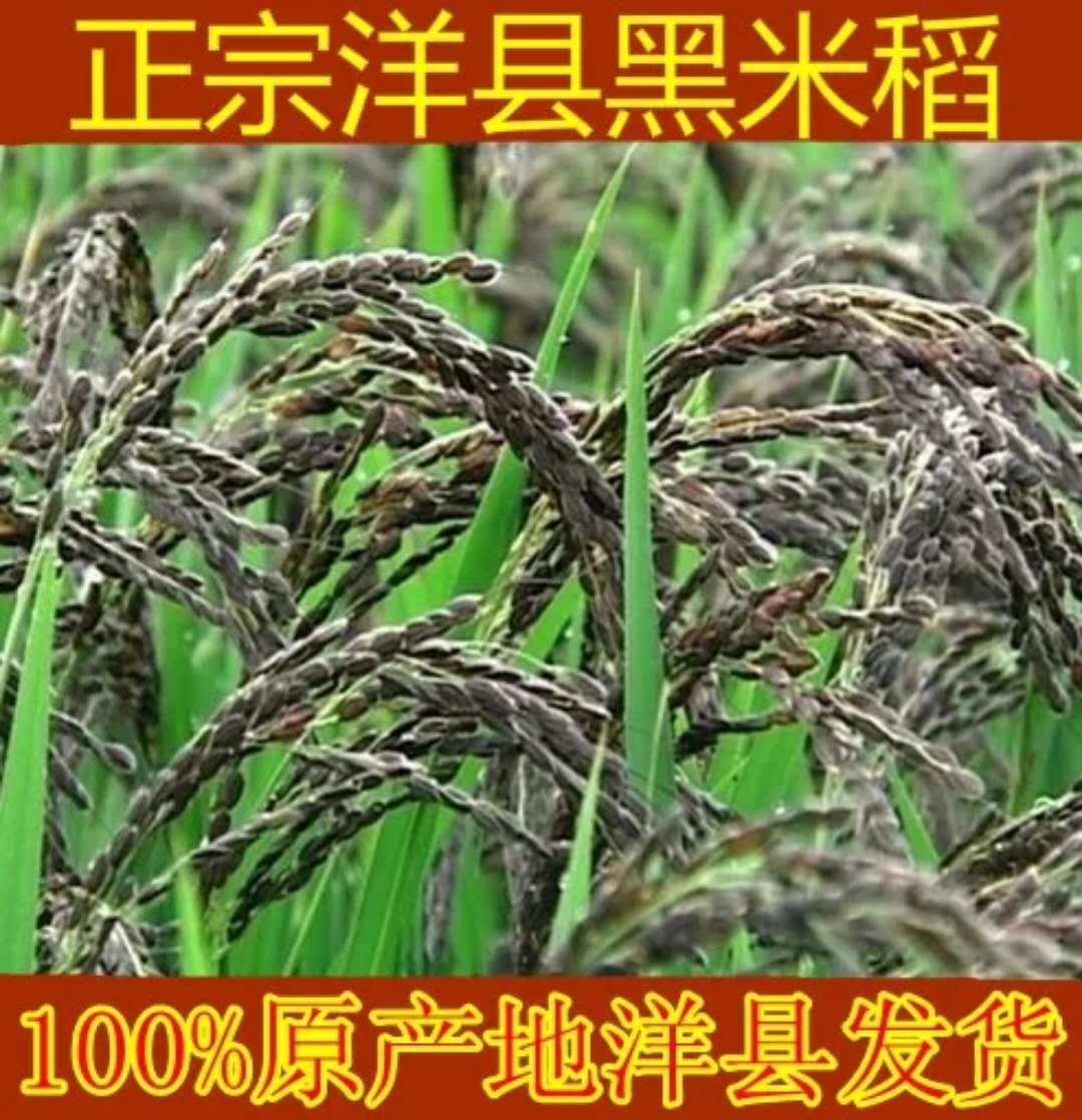 Õý×ÚÑóÏØºÚµ¾¹ÈºÚÃ×ÖÖ×ÓË®µ¾¸ß²úÖÖ×Ó500¿ËºÚÃ×µ¾ÖÖ×ÓËÍ×ÊÁÏ
