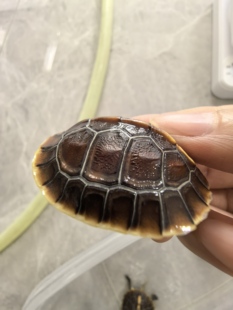 高背球体台缘黄缘安缘挑选龟 乌龟视频挑选