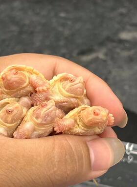 白化鳄龟 变异鳄龟 黄化鳄龟 佛鳄 佛罗里达鳄龟