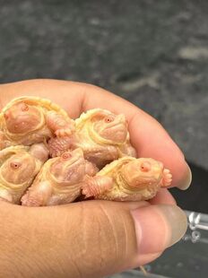 佛鳄 黄化鳄龟 佛罗里达鳄龟 变异鳄龟 白化鳄龟