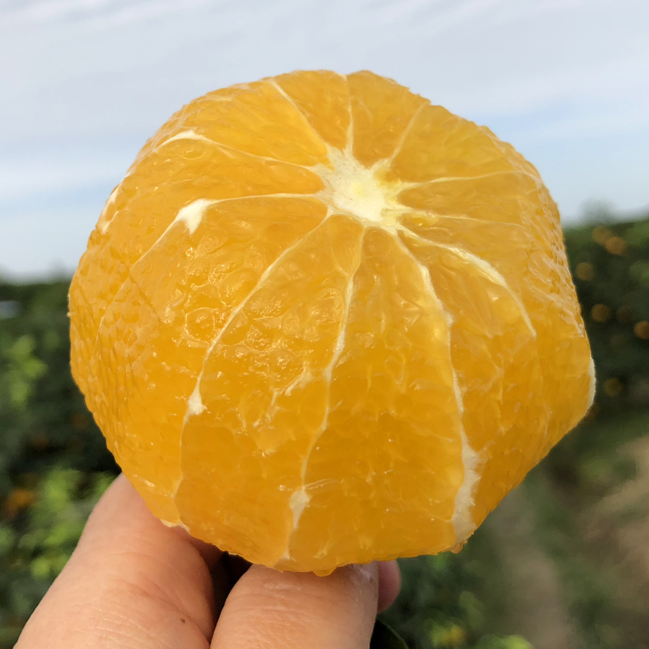 眉山明日见柑橘5斤/8斤鲜升级版