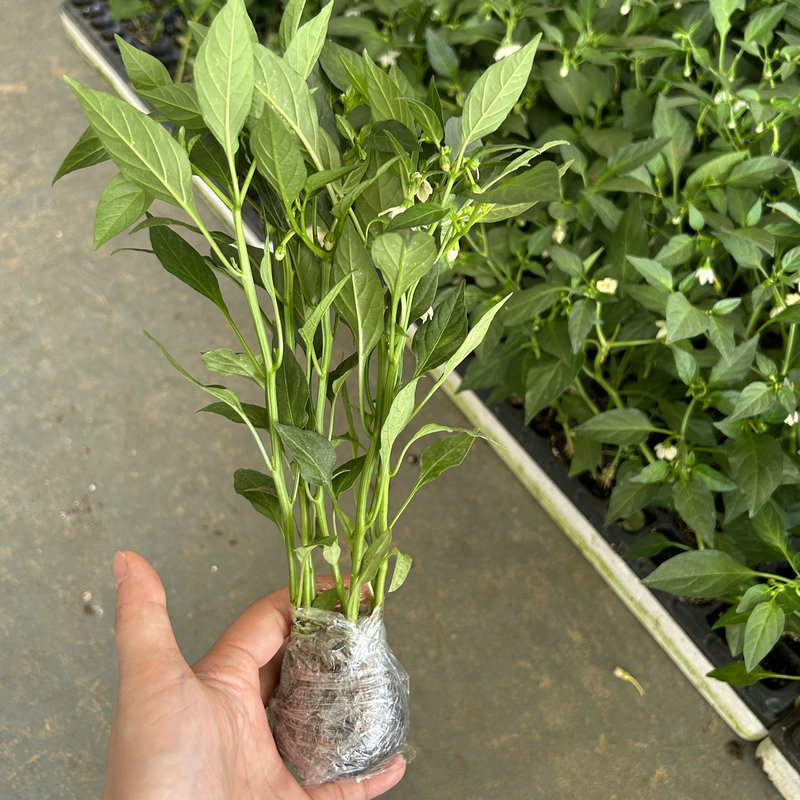 正宗樟树港辣椒苗 第一季早苗 湖南薄皮辣椒苗 秧苗 湖阴樟树港产