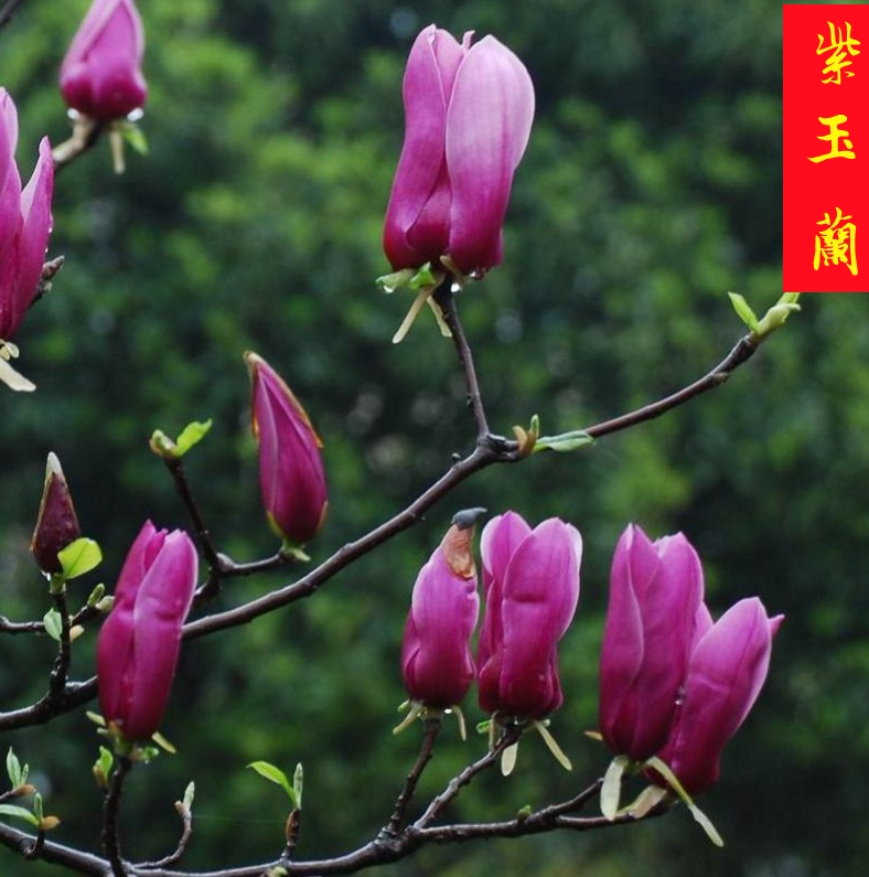 庭院花卉绿植广玉兰盆栽树苗
