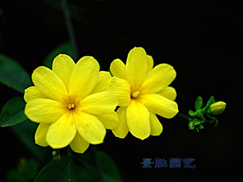 迎春花盆景素材花苗苗木盆栽绿植