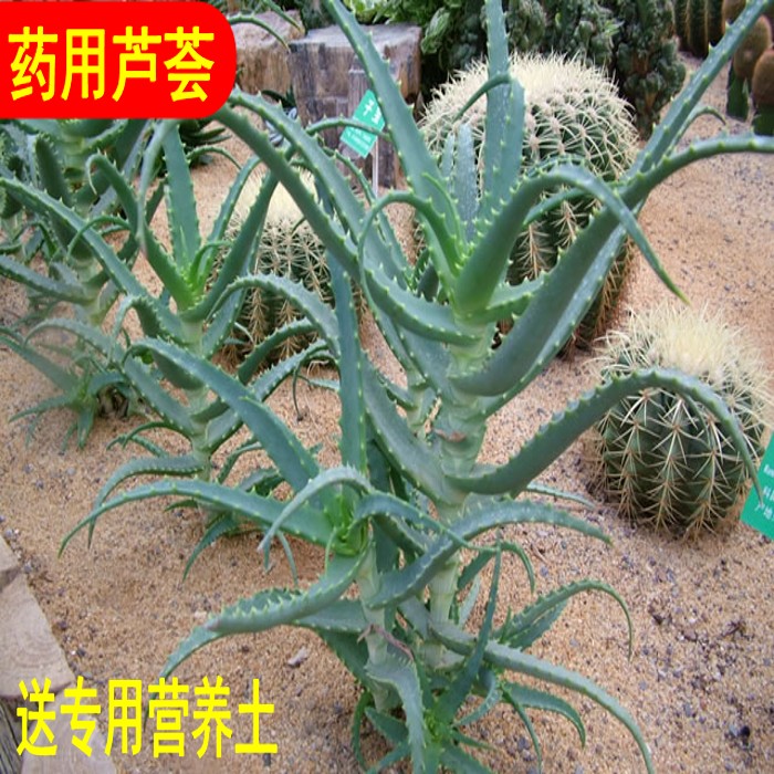 仙人多肉类木立芦荟龙爪芦荟盆栽美容祛痘可食用药用龙爪菊营养土