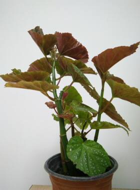 花卉绿植观叶类重瓣又叫海棠花苗