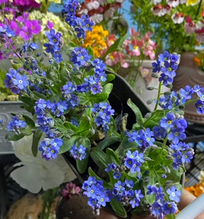 满25包邮矮生天蓝色花勿忘我