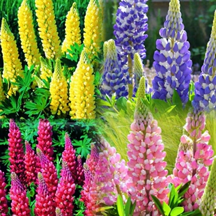 满25包邮鲁冰花羽扇豆小苗