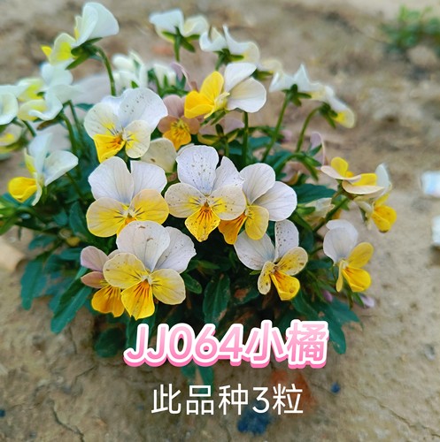 秋季草花套餐（角堇花籽）