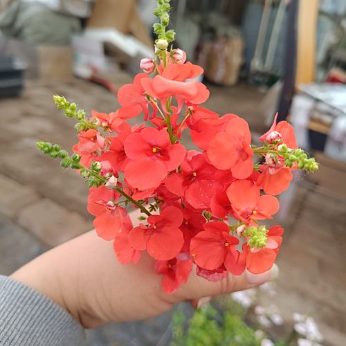 满28包邮双距花木瓜苹果花11口径苗