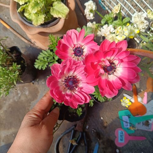 满25包邮花毛茛银莲花盆栽苗