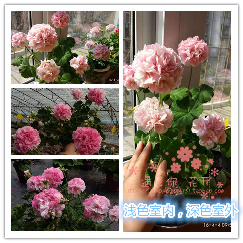 天竺葵直立天垂吊天夏日玫瑰粉女巫奎尔特迷你戴安娜皇后满25包邮
