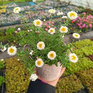 满25包邮纸鳞托菊小苗大苗盆栽花笺菊