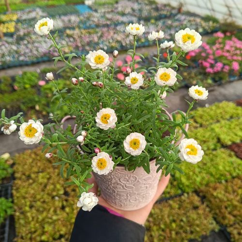 满25包邮纸鳞托菊小苗大苗盆栽花笺菊