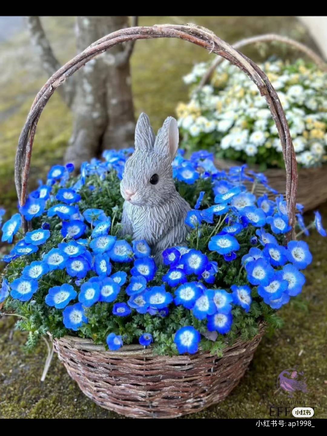 满25包邮  绿叶银叶喜林草 荷包蛋花苗8口径小苗