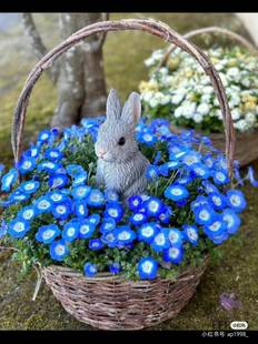 满25包邮  绿叶银叶喜林草 荷包蛋花苗8口径小苗