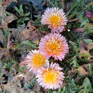 满25包邮多年生耐寒耐热蒲公英开花苗带花苞发货