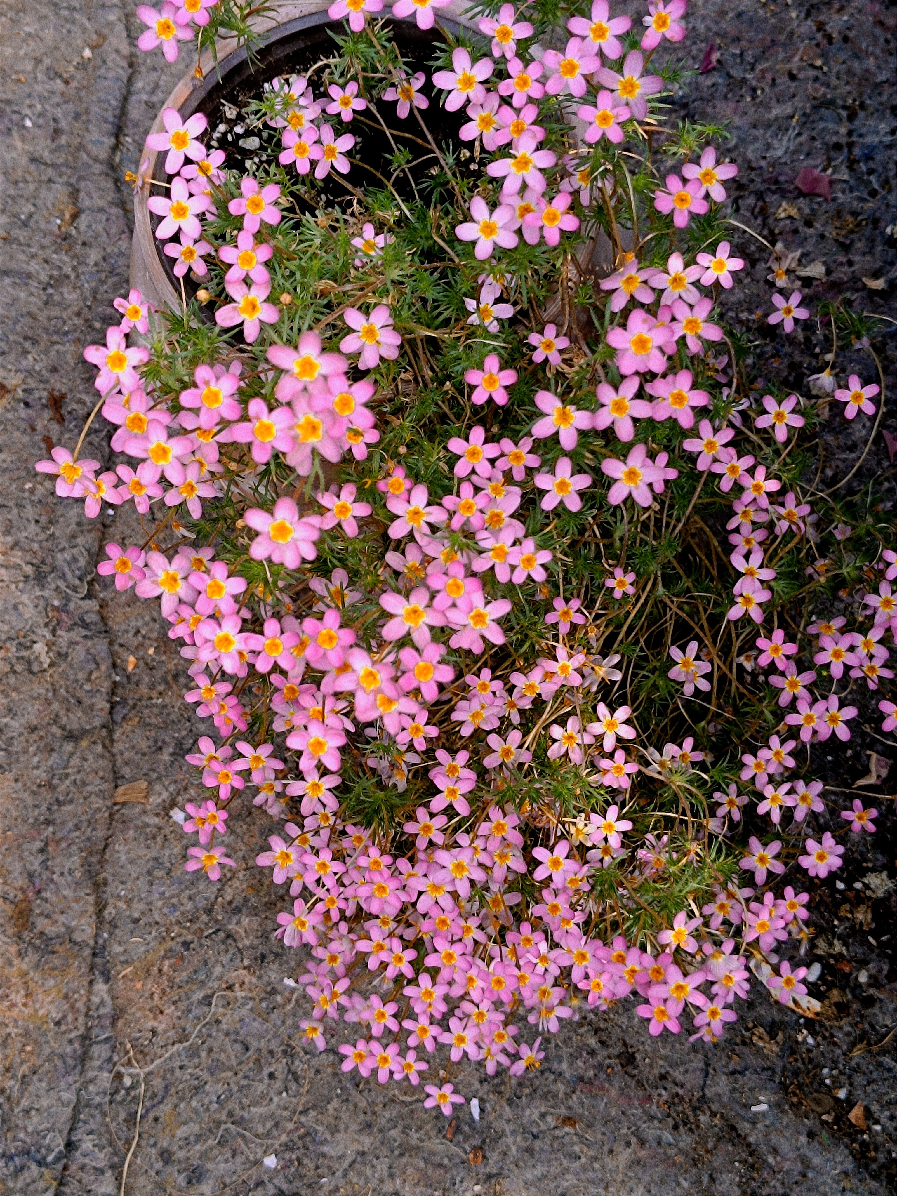 夕雪麻状点地梅混色,鲜花速递/花卉仿真/绿植园艺,时令草本花卉,淘宝优惠券,粉丝福利购,淘宝优惠卷