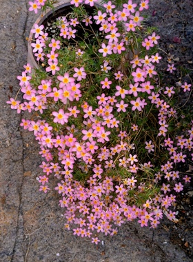 夕雪麻状点地梅混色